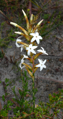 Lysinema ciliatum