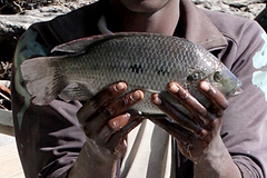 Oreochromis andersonii