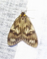 Chrysoglossa