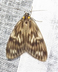 Chrysoglossa