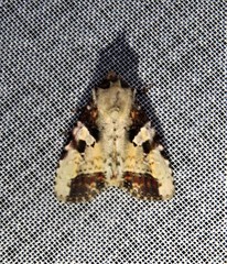 Condica hippia