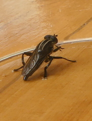 Orthoprosopa bilineata