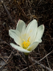 Zephyranthes alba