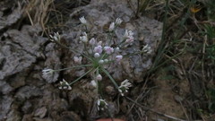 Allium anisopodium