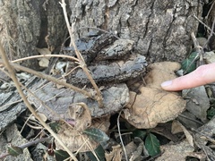 Ganoderma martinicense