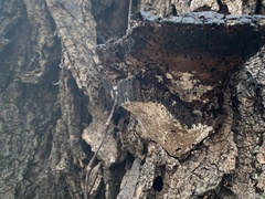 Ganoderma martinicense