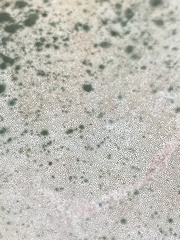 Ganoderma martinicense