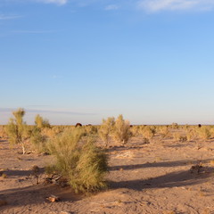Haloxylon ammodendron