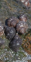 Stramonita delessertiana