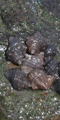 Stramonita delessertiana