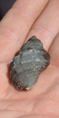 Stramonita delessertiana