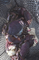 Platyxanthus orbignyi