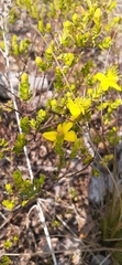 Hypericum microsepalum
