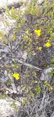 Hypericum microsepalum