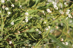 Cassytha glabella dispar