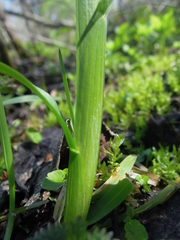 Poa remota