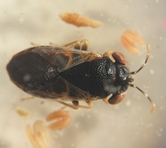 Geocoris lubra
