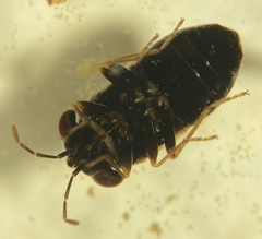 Geocoris lubra