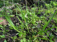 Poa remota