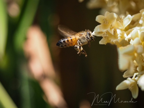 photo of Western Honey Bee (Apis mellifera)