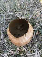 Fungi
