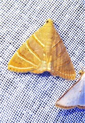 Eulepidotis addens