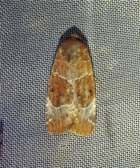 Hampsonodes mastoides
