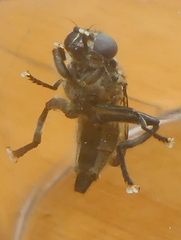 Orthoprosopa bilineata