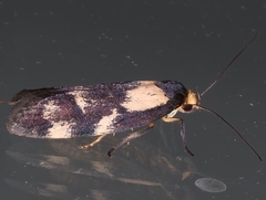 Palimmeces leucopelta