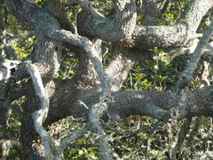 Sideroxylon inerme inerme
