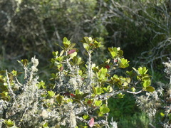Sideroxylon inerme inerme