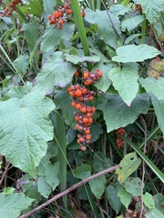 Rubus crataegifolius