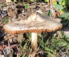 Volvopluteus gloiocephalus