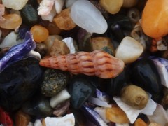 Austrodrillia angasi