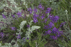 Oxytropis coerulea coerulea