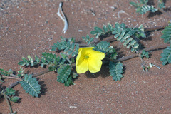 Tribulus pterophorus