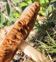 Volvopluteus gloiocephalus