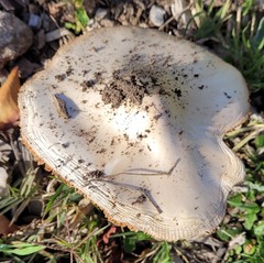 Volvopluteus gloiocephalus