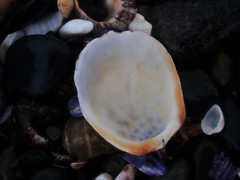 Spondylus nicobaricus