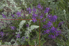Artemisia pannosa