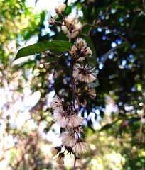 Decaneuropsis gratiosa