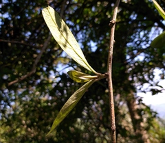 Decaneuropsis gratiosa