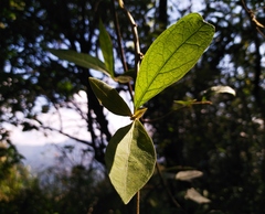Decaneuropsis gratiosa