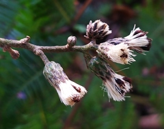 Decaneuropsis gratiosa