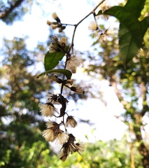 Decaneuropsis gratiosa