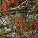 Amyema linophylla orientalis - Photo (c) juliesarna, algunos derechos reservados (CC BY-NC)