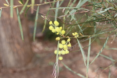 Acacia iteaphylla