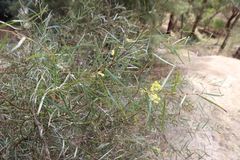 Acacia iteaphylla