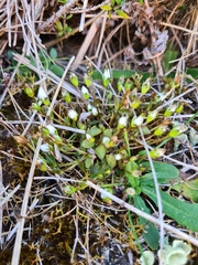 Gentianella grisebachii
