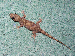 Hemidactylus platycephalus